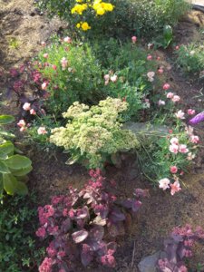 IMG_20180907_171925.jpg