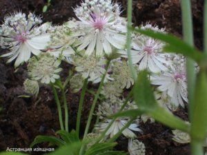 2015.09.02 Астранция изящная Astrantia-gracilis1 (2) а.jpg