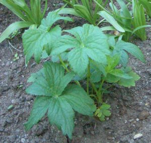Astrantia major 'Primadonna'  ф .jpg