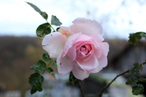 IMG_7285.JPG