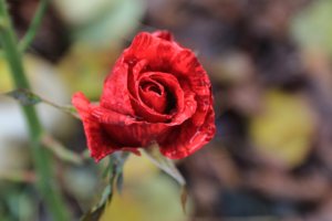 IMG_7303.JPG