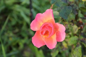 IMG_7310.JPG