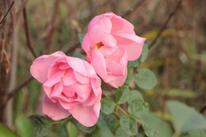 IMG_7313.JPG