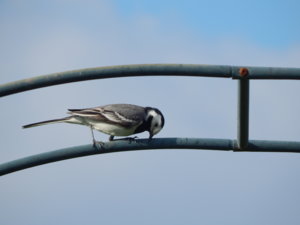 DSCN8293.JPG
