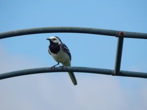 DSCN8295.JPG