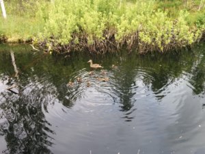 IMG_20170707_123109.jpg