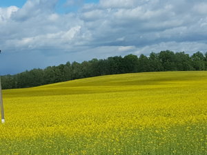 20170602_145031.jpg