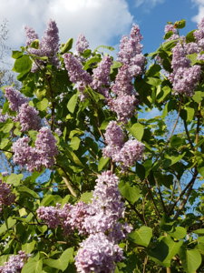 20170529_184822.jpg