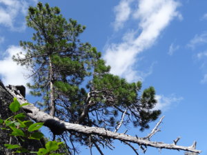 DSC05966.jpg