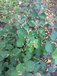 IMG_20180922_135024.jpg