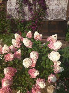 IMG_20180830_155431.jpg