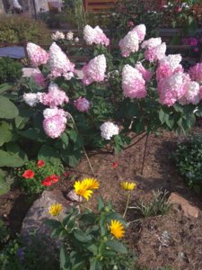 IMG_20180830_155453.jpg
