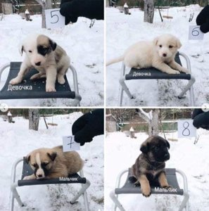 щенки из леса2.jpg