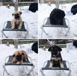 щенки из леса 3.jpg