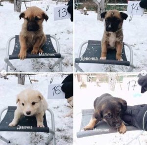 щенка из леса 4.jpg