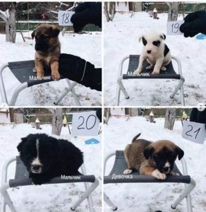 щенки из леса5.jpg
