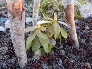 DSCN5290.JPG