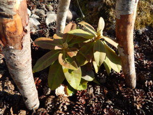 DSCN5323.JPG
