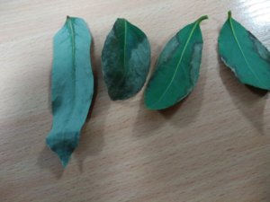 IMG_20181213_162544.jpg