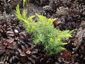 DSCN7979.JPG