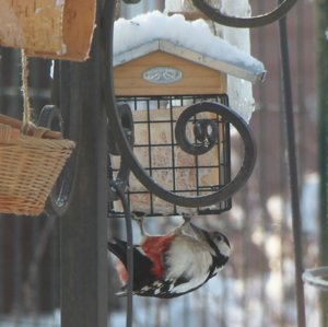 IMG_9705.JPG