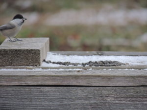 DSCN7433.JPG