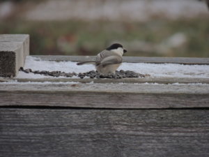 DSCN7436.JPG