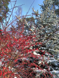 IMG_20181202_131948_HDR.jpg