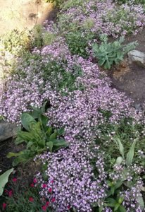 CAM03308-1.jpg
