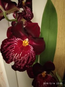 IMG_20181214_230542.jpg