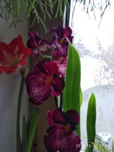 IMG_20181214_132615.jpg