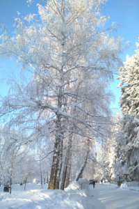 береза.jpg