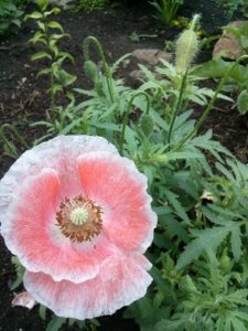 CAM03382.jpg