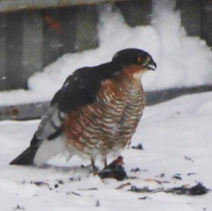 IMG_9849.JPG