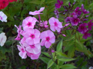 DSCN7447.JPG