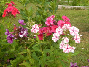 DSCN7565.JPG