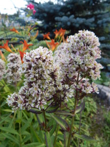 DSCN8037.JPG