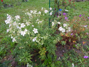 DSCN6957.JPG