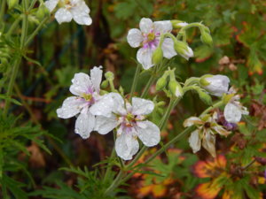 DSCN6958.JPG