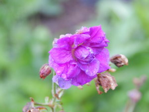 DSCN6959.JPG
