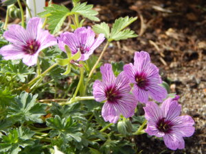 DSCN1303.JPG