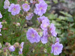 DSCN6705.JPG