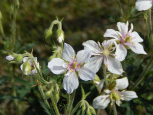 DSCN2342.JPG