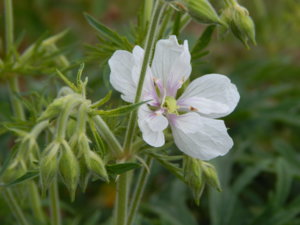 DSCN6746.JPG