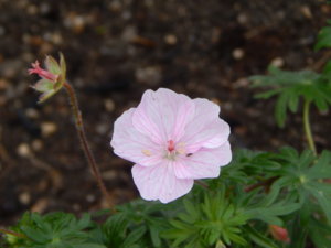 DSCN2076.JPG