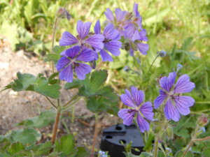 DSCN6276.JPG