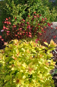 DSC_0406.JPG