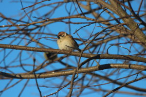 IMG_9889.JPG
