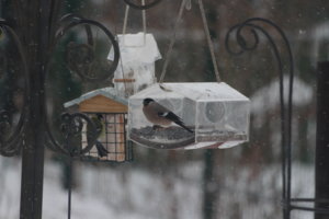 IMG_9911.JPG