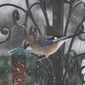 IMG_9920.JPG